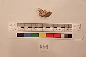 Stucco Fragment by Unknown Artist