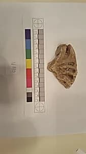 Stucco Fragment by Unknown Artist