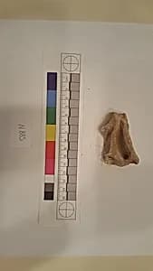 Stucco Fragment by Unknown Artist