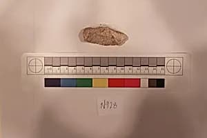 Stucco Fragment by Unknown Artist