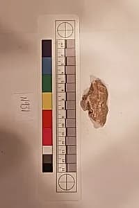 Stucco Fragment by Unknown Artist