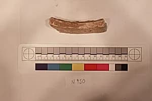 Stucco Fragment by Unknown Artist