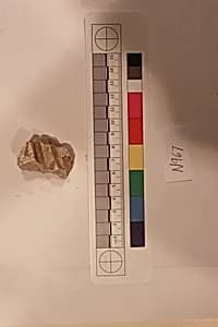Stucco Fragment by Unknown Artist