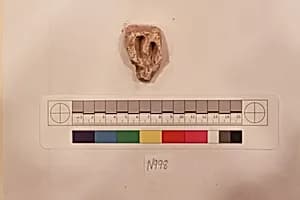 Stucco Fragment by Unknown Artist