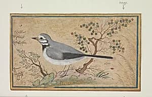Study of a Bird