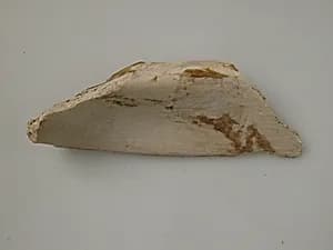 Bone by Unknown Artist