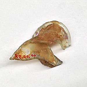 Fragment by Unknown Artist