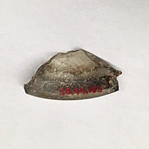 Fragment by Unknown Artist