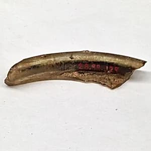 Fragment by Unknown Artist