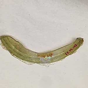 Fragment by Unknown Artist