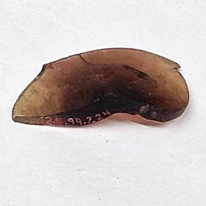 Fragment by Unknown Artist