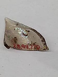 Fragment by Unknown Artist