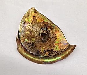 Fragment by Unknown Artist