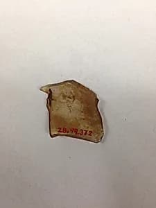 Fragment by Unknown Artist