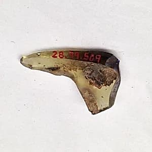Fragment by Unknown Artist