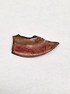 Fragment by Unknown Artist