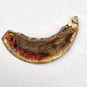 Fragment by Unknown Artist