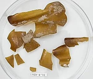 Glass Fragments by Unknown Artist