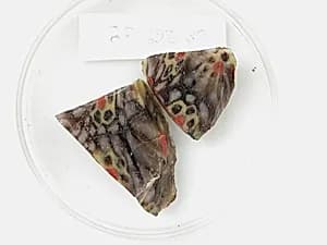 Glass Fragments from a Vessel by Unknown Artist