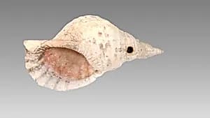 Conch Shell Trumpet by Unknown Artist