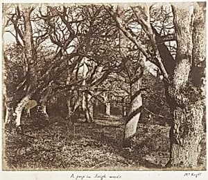 A Peep in Leigh Woods