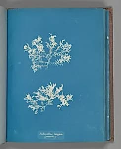 Achnanthes longipes. (parasitic.) by Anna Atkins