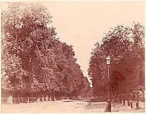 Allée bordée d'arbres by Charles Marville|Imprimerie photographique de Blanquart-Évrard, à Lille