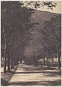 [Allée of Trees, Pau] by William Henri Gebhard