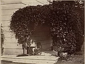 American Creeper, Blake House by Alfred Capel Cure