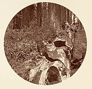 Auld Reckie - C. Grove by Carleton E. Watkins