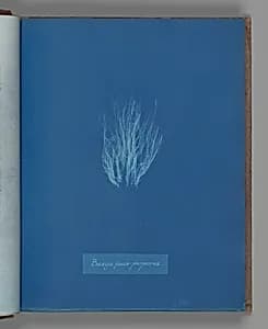 Bangia fusco-purpurea by Anna Atkins