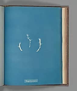 Bangia laminaræ by Anna Atkins