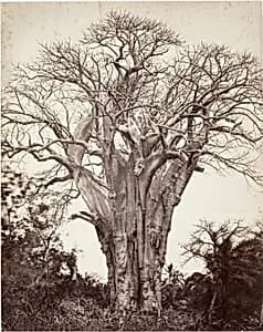 Baobab à Mohéli by Désiré Charnay