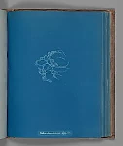 Batrachospermum alpestre by Anna Atkins