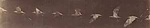 Portrait of Etienne-Jules Marey