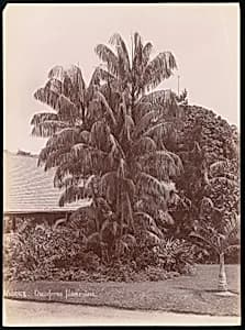 Botanical Garden by Unknown