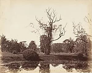 [Botanical Gardens, Calcutta] by Captain R. B. Hill
