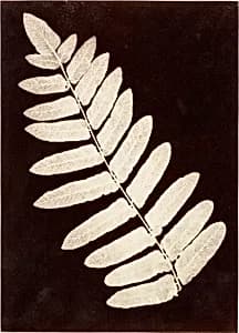 [Botanical Specimen: Fern] by Unknown