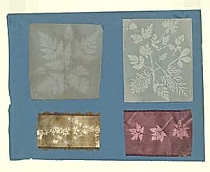 [Botanical Specimens] by Robert Hunt