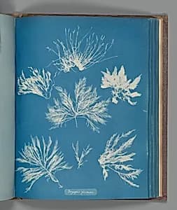 Bryopsis plumosa by Anna Atkins