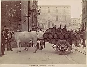 Carro con buoi, Perugia