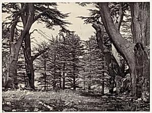 Cedars of Lebanon by Francis Frith