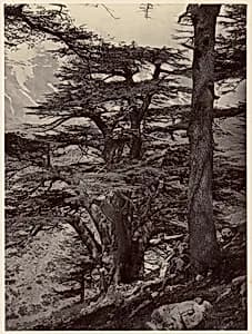 Cedars of Lebanon by Unknown