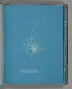 Ceramium diaphanum by Anna Atkins