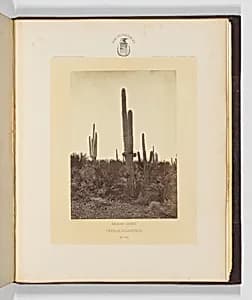 Cereus Giganteus by Timothy H. O'Sullivan