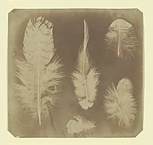 [Chicken Feathers] by Nevil Story Maskelyne