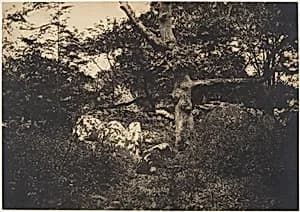 Chêne dans les rochers à Fontainebleau by Gustave Le Gray