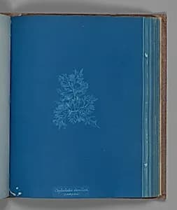 Chylocladia clavellosa, ß sedifolius by Anna Atkins