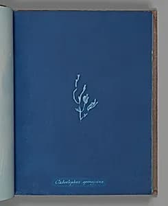 Cladostephus spongiosus by Anna Atkins
