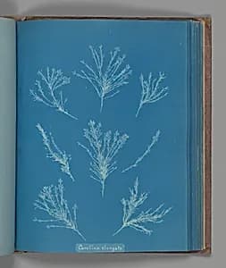 Corallina elongata by Anna Atkins